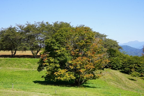 大かえで10月−1