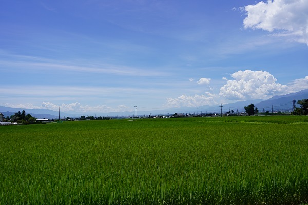 十日市場7月