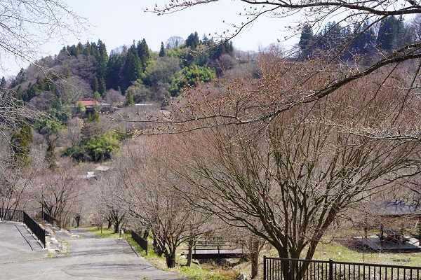 陸郷桜1