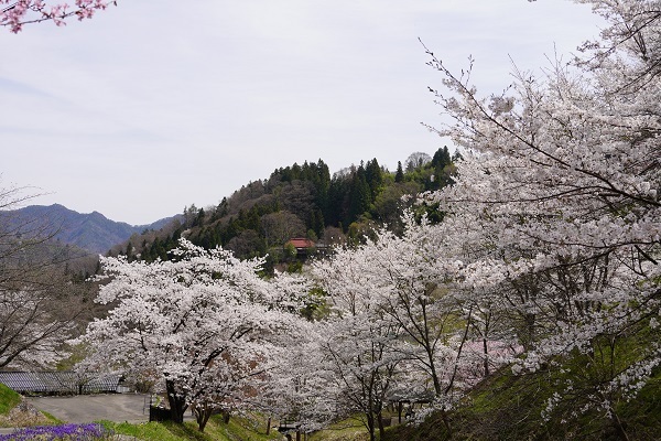 陸郷桜2