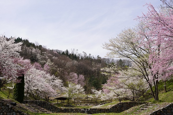 陸郷桜3