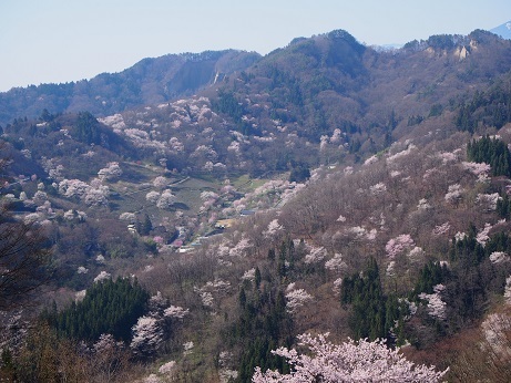 桜仙峡4月