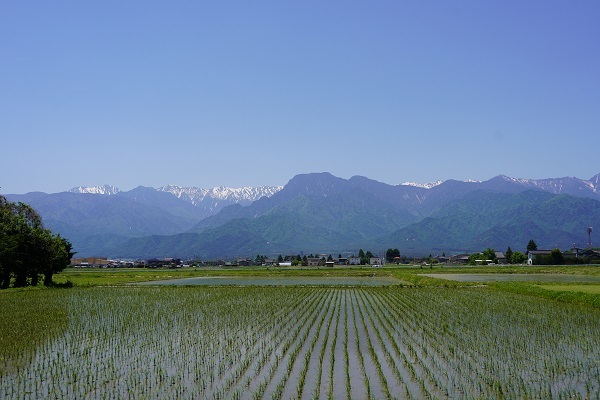 花見 5月-1