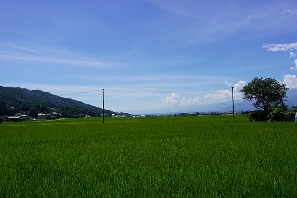 花見7月−2