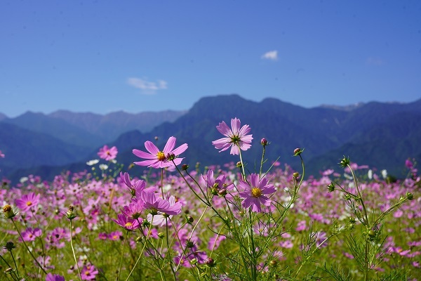 花見9月−3