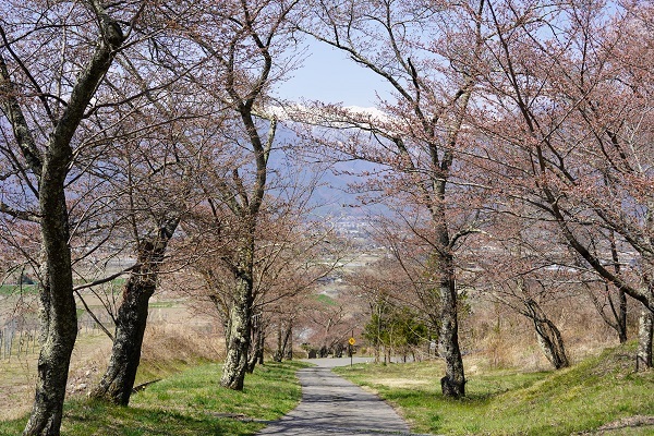 鵜山の桜並木1