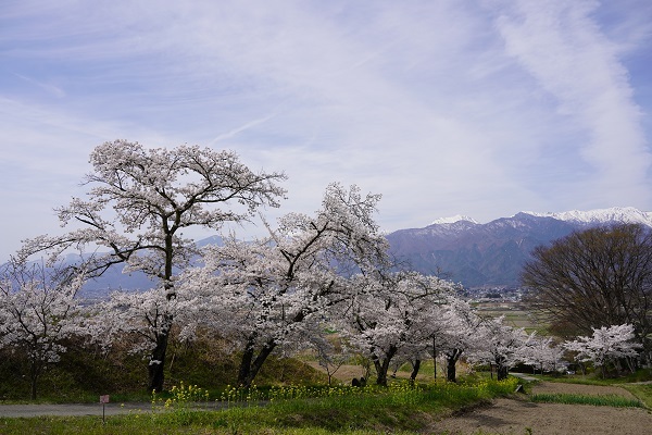 鵜山の桜並木4