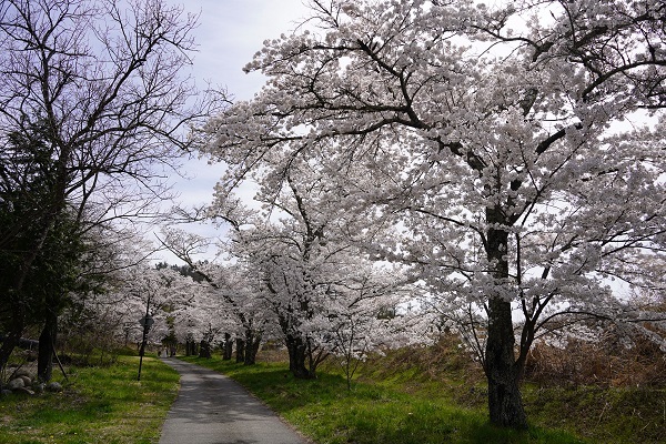 鵜山の桜並木3