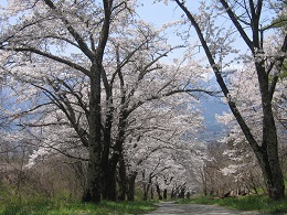鵜山の桜並木2